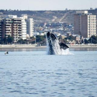 Paraíso Madryn - 9