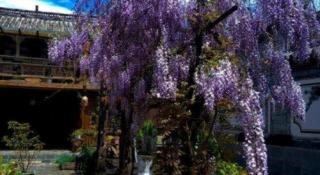 Lijiang Baisha Holiday Resort - 2