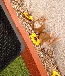 Casa dos pais - 9