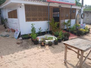 Dolphin beach - 5