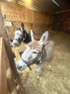 Apartament przy Ranczu - 5