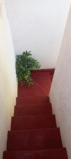 House of birds - 6