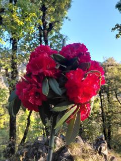 DS Residency Homestay, Chakrata - 9