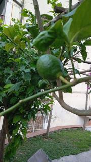 Casa Annalí - House and garden by the Amalfi Coast - 9