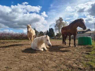 B&B Westernreiten K&K - 7