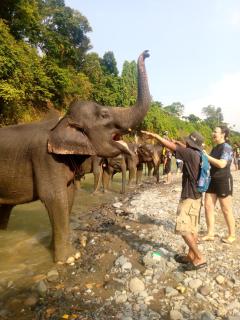 Tiga dara guest house & jungle trekking bukit Lawang - 6