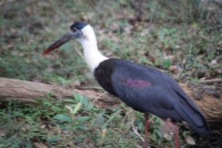 Yala Mobile Camping-Inside the National Park - 1