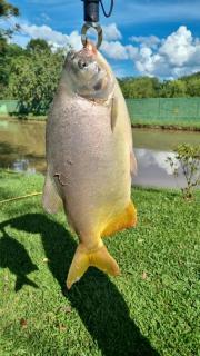 Pousada Chácara dos Pinheiros - Suíte a 500m BR373 - 6