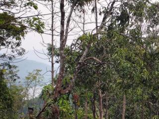 Pardalewadi Riverside Farm Stay - 1