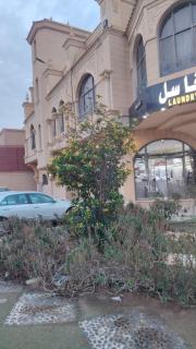 لايل قرطبه - 2