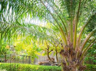 The Palm Residence - 4