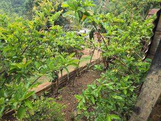 John Homestay - 2