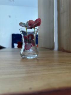 Ladamas citti nest - 6