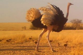 Chegaga Sahara Tours - 7