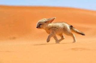 Chegaga Sahara Tours - 4