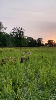 Omfaun farm stays & bed and breakfast - 4