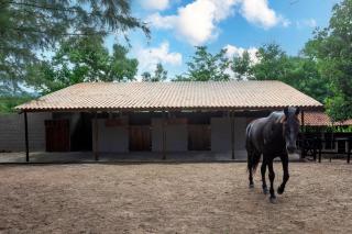 Haras Ammi Shaddai - 4