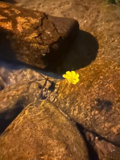 Recanto do sol - 1