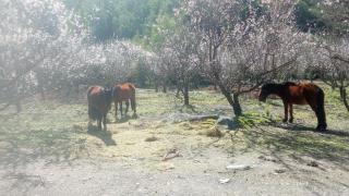 La Polcura Lodge Turismo - Cabañas, Piscicultura y Tinajas en Colchagua - 1