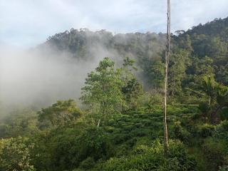 Rain forest freedom - 7