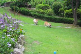 Dorothy Valley Pension Yangpyeong - 7