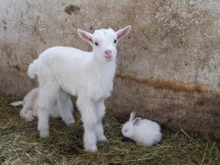 Rose Hip Hill Farm - 4