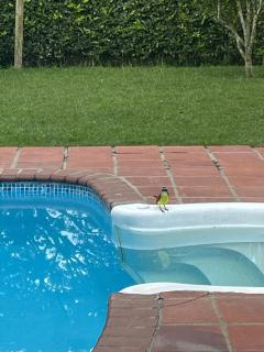 Spectacular property in Panaca, Coffee Region - 4