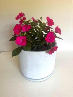 Garden Joy - 8