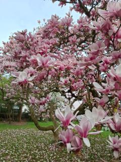 Ferienhaus Magnolie - 9