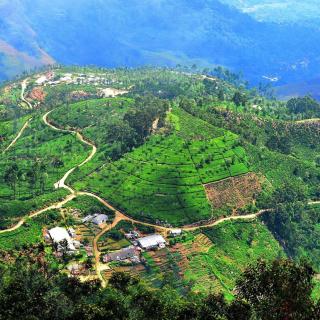 Lily Peaks Homestay - 1