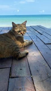 Coconut Lanta Resort @Klong Dow beach - 7