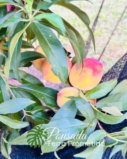 Pousada Terra Prometida - 7