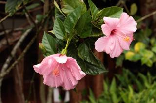 Cozy Countryside Lodge in Ataco with Tropical Gardens - 3