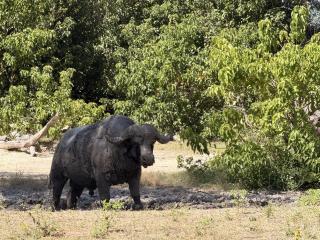 Buffalo Tented Camps - 6