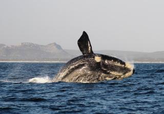 Whale Heights - 2