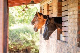 Steyn City Hotel by Saxon - 3