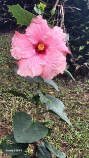 Villa Paraiso de Montana in Altos del Maria - 8