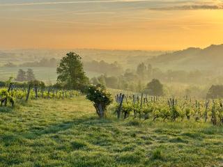 Luxury Self-Catering Homes with Salt Water Pool on Organic Vineyard in France - 0