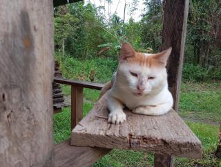 Charming Cabin Retreat in Buenaventura with Garden BBQ - 6