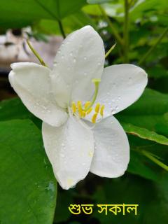 Siniolchu homestay - 2