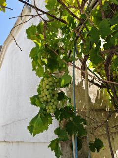 Agriturismo L'Aranceto - 7