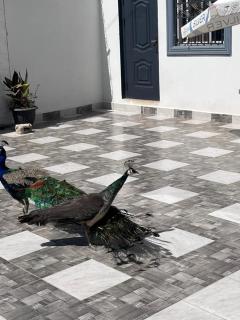 Cutting Edge Guest House - 8