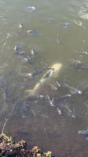 Fazenda Portal do Sol - 7