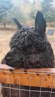Domaine Taïga - Parc animalier en forêt - 9