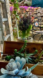 Trulli delle succulente - 8