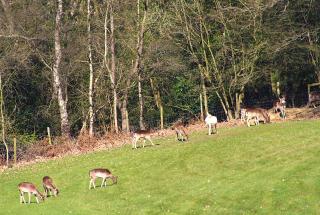 Spinney Wood Glamping, Willow Hut - 3