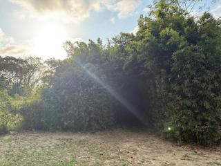 Huerto del Bambu - 6