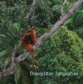 Mega inn tangkahan - 7