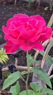 Elena is a comfortable and well located flat - 9