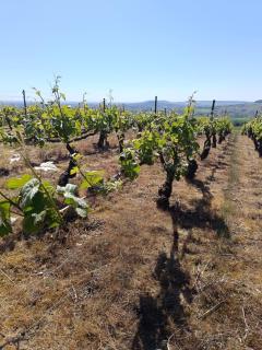 L'Annexe Rose & Romy, maison au coeur des vignes et en bord de Marne - 6